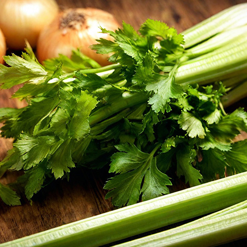 Hydroponic Celery - kratky method celery